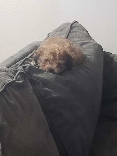 Pet Store «The Pet Stop», reviews and photos, 9128 E Foothill Blvd, Rancho Cucamonga, CA 91730, USA