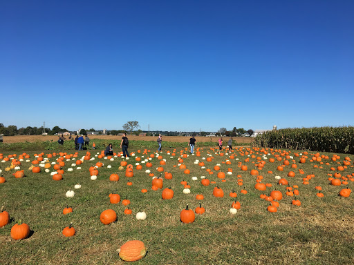 Tourist Attraction «Oregon Dairy Corn Maze», reviews and photos, 1289 Creek Rd, Lititz, PA 17543, USA