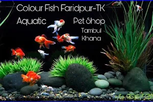 Colour Fish Faridpur-TK CFF-TK image