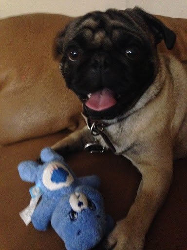 Pet Store «Puppy Boutique Store», reviews and photos, 4001 N Federal Hwy, Fort Lauderdale, FL 33308, USA