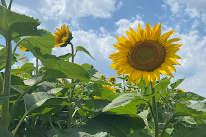 Sunflower Fields of Markham image