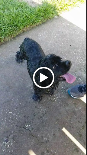 Dog Park «Logan Gate Dog Park», reviews and photos, 7374 Monterey Blvd, Tampa, FL 33610, USA