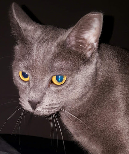 Pet Supply Store «PetSmart», reviews and photos, 5857 NJ-42, Turnersville, NJ 08012, USA