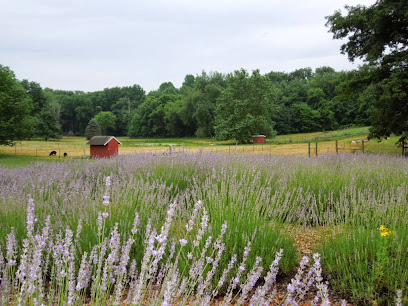 Lavender Hill Farm of Niles, Michigan