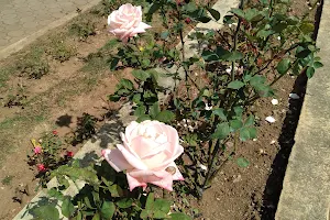 Baguio Rose Garden image