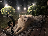 Baby Got Bark Pet Services, LLC - Photo 7 - Car repair in Silver Spring, MD, Washington