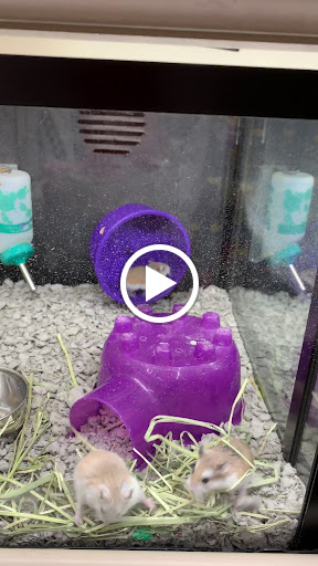 Pet Supply Store «PetSmart», reviews and photos, 160 Wadsworth Blvd, Lakewood, CO 80226, USA