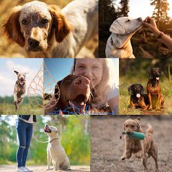 R | AUM zum Leben | Mensch-Hund-Schule | Persönlichkeits-Hundetraining