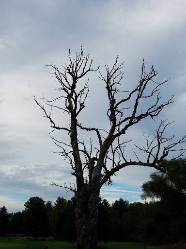 Golf Club «Eagle Pines Golf Club», reviews and photos, 9373 N Country Club Rd, Mooresville, IN 46158, USA