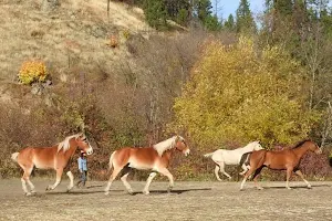 Eagle Creek Ranch Leavenworth WA. Now Open Horseback Riding ,Horse rides image