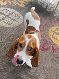 Cayla's Kanines and Kitties - Photo 7 - Car repair in , Augusta