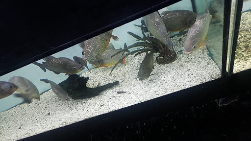 Pet Store «Aquarium Paradise», reviews and photos, 234 Washington Ave, Belleville, NJ 07109, USA