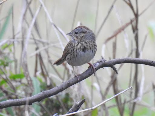 Nature Preserve «Warbler Woods», reviews and photos, 19349 Old Wiederstein Rd, Cibolo, TX 78108, USA