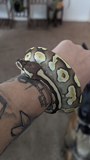 RAD Exotics Pets And Supplies