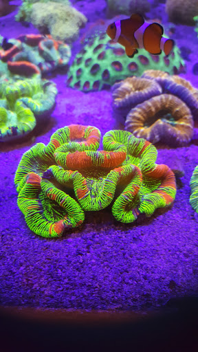 Aquarium «TCCorals Aquarium Service», reviews and photos, 2239 14th Ave, Vero Beach, FL 32960, USA