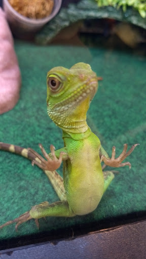 Pet Supply Store «Pet Supplies Plus», reviews and photos, 1810 Declaration Dr, Independence, KY 41051, USA