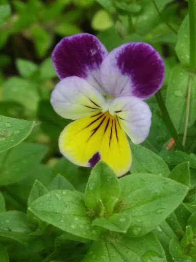 Golf Club «Dyker Beach Golf Course», reviews and photos, 1030 86th St & 7th Ave, Brooklyn, NY 11228, USA