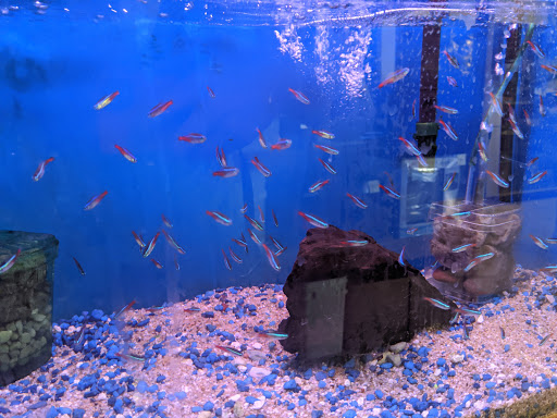 Tropical Fish Store «Ocean Flower», reviews and photos, 356 Hyde St, San Francisco, CA 94109, USA