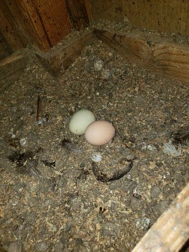 Pet Supply Store «Concord Feed Pet & Livestock Supplies», reviews and photos, 5288 Clayton Rd, Concord, CA 94521, USA