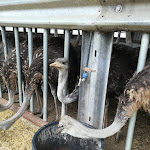 Photo n°44 de l'avis de Rosi.o fait le 13/04/2023 à 15:20 sur le  Hofladen Straussenfarm Ostseeblick à Hohenfelde