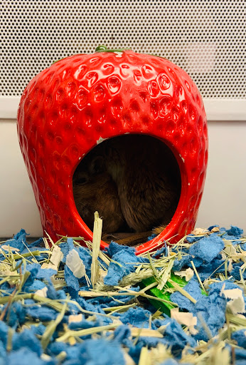 Pet Supply Store «Petco Animal Supplies», reviews and photos, 1951 N Military Trl c, West Palm Beach, FL 33409, USA