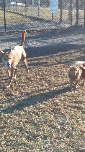 Park «Maple Hill Dog Park», reviews and photos, 390 County Rd 78, Middletown, NY 10940, USA