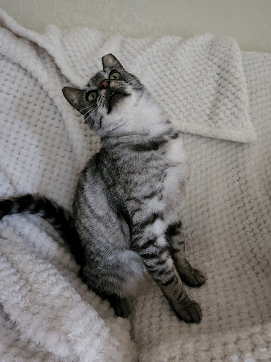 Pet Supply Store «PetSmart», reviews and photos, 13000 Aurora Ave N, Seattle, WA 98133, USA