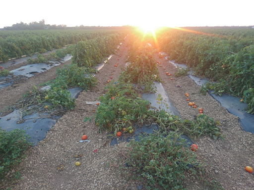 Tourist Attraction «Walton House», reviews and photos, 28501 SW 187th Ave, Homestead, FL 33030, USA