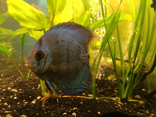 Tropical Fish Store «Aquastetics», reviews and photos, 354 E Main St, Fall River, MA 02724, USA