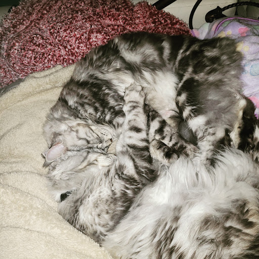 1207 Liberty Rd, Eldersburg, MD 21784, USA