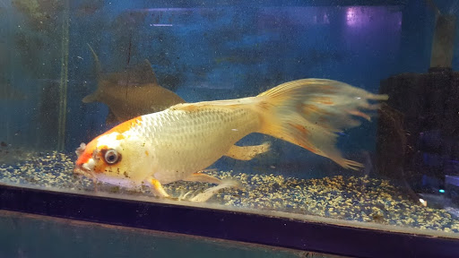 Pet Supply Store «Monrovia Tropical Fish», reviews and photos, 603 W Huntington Dr, Monrovia, CA 91016, USA