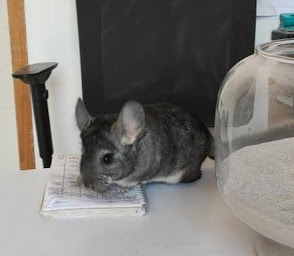 Photo n°9 de Les Chinchillas du Cambrésis à Blécourt ()