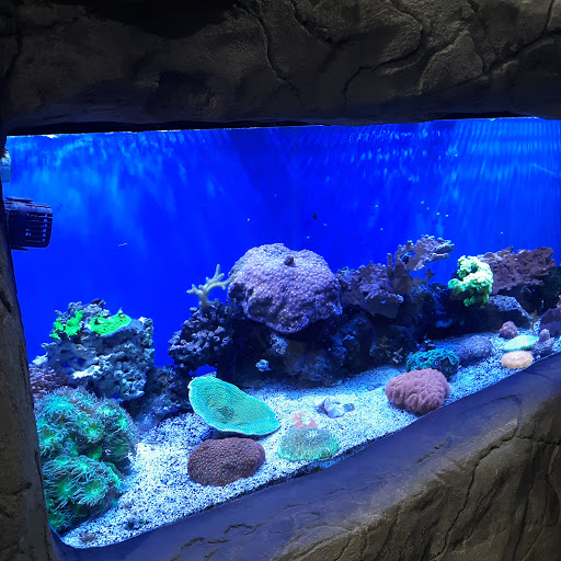 Aquarium «Aquarium of Boise», reviews and photos, 64 N Cole Rd, Boise