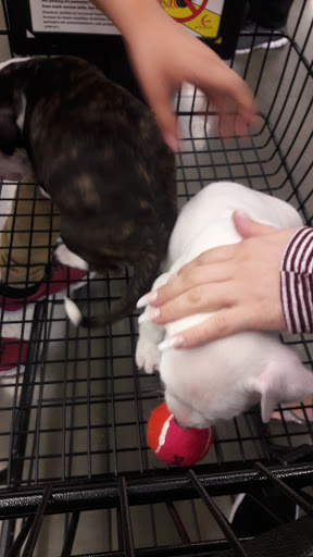 Pet Supply Store «Petco Animal Supplies», reviews and photos, 10663 Valley Blvd b, El Monte, CA 91731, USA