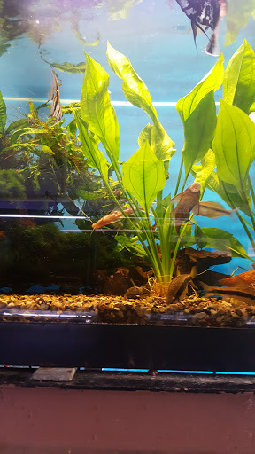Pet Store «Fish 4 U», reviews and photos, 4010 Highland Dr #1, Millcreek, UT 84124, USA
