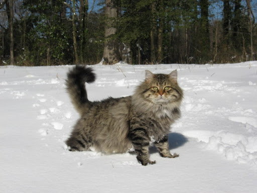 Regal Siberian Cattery
