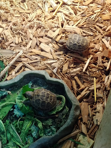 Pet Store «Dart Frogs To Dogs», reviews and photos, 6007 W Main Blvd B, Bath, PA 18014, USA