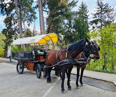Fiaker Krems - Horse Carriage Rides