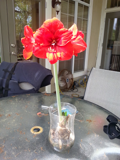 Golf Course «Panama Country Club», reviews and photos, 100 Country Club Dr, Lynn Haven, FL 32444, USA