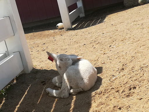 Zoo «Cosley Zoo», reviews and photos, 1356 N Gary Ave, Wheaton, IL 60187, USA