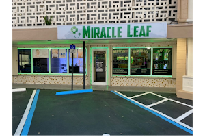 Miracle Leaf image