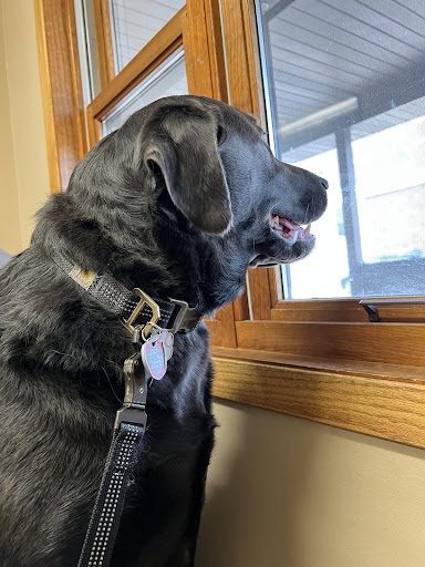 Eldora Veterinary Care image