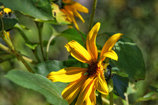 Nature Preserve «Hawthorne Hill Nature Center», reviews and photos, 28 Brookside Dr, Elgin, IL 60123, USA