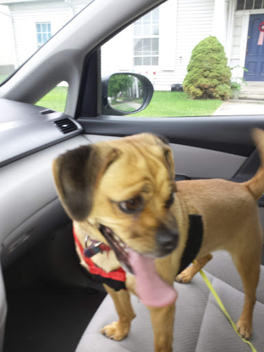 Pet Groomer «Premier Loving Care», reviews and photos, 48 E Washington St, Shelbyville, IN 46176, USA