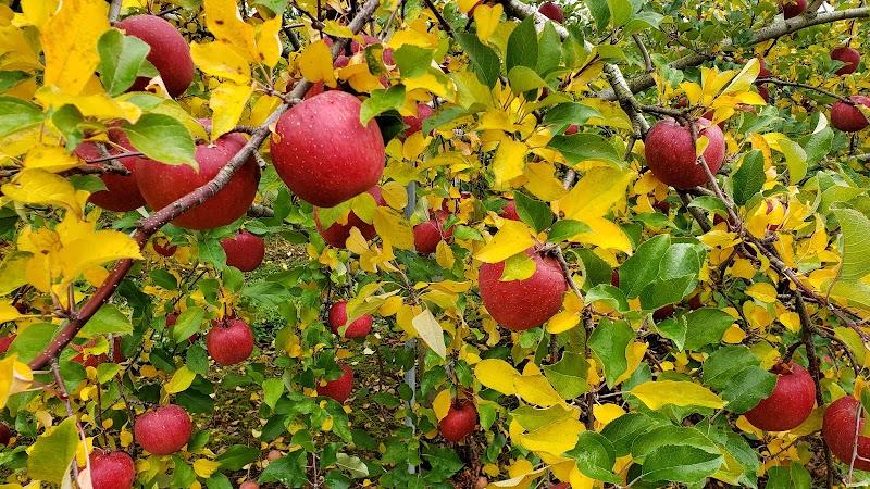 藤の沢りんご生産組合