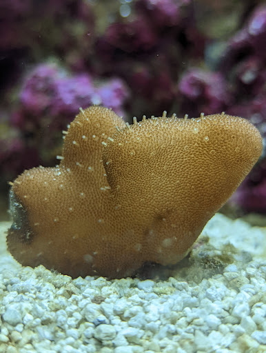 Pet Supply Store «Petco Animal Supplies», reviews and photos, 11331 W Broad St #151, Glen Allen, VA 23060, USA