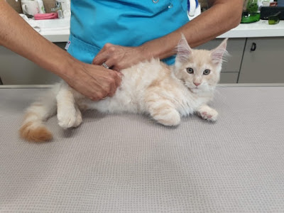 KineVetosteo Ostéopathie Canine Kinésithérapie ESPRIVET à Libourne