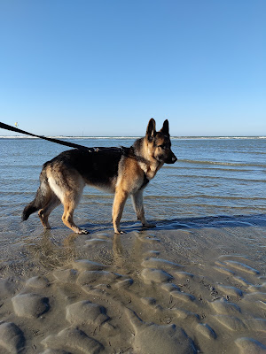 Les Aimer c'est les Garder / School of Kyda [Pension, Éducateur canin, Taxi animalier, Visites à domicile] à Loon-Plage