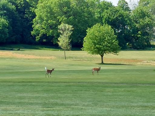 Golf Course «Goodwin Park Golf Course», reviews and photos, 1130 Maple Ave, Hartford, CT 06114, USA