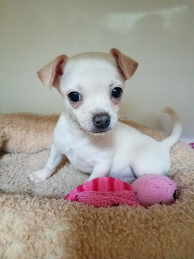 Shopping Mall «Hampton Plaza Shopping Center», reviews and photos, 4033 W Mercury Blvd, Hampton, VA 23666, USA